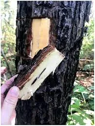 igbọ́ìtò