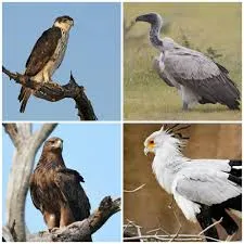 únùghọ̀
