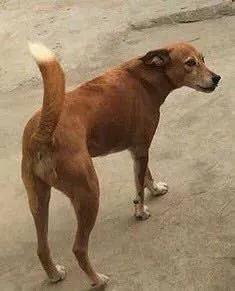 ábá
