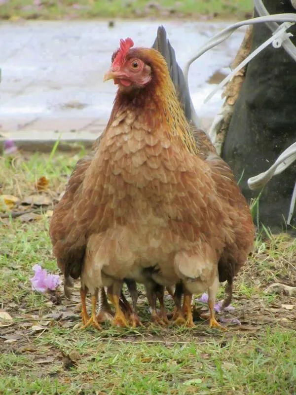 adiyẹ́