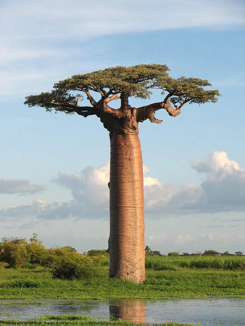 osè