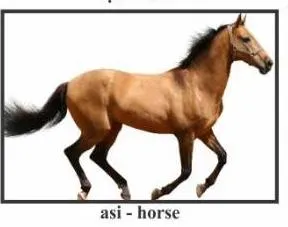 asi