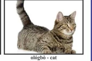 ológbò