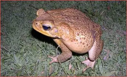 K'oopopo'