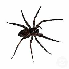 Am