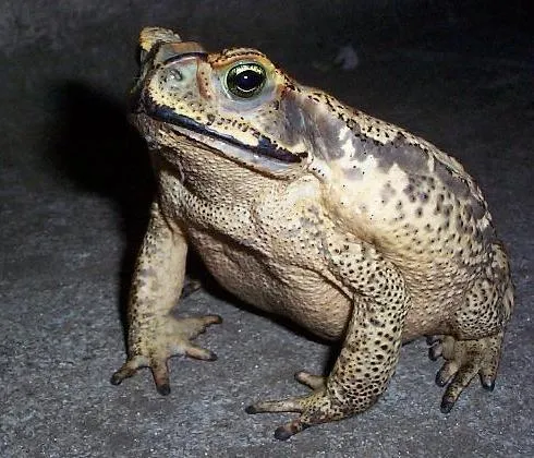 Ixpaq