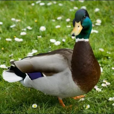 Patox