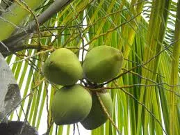 Kokan