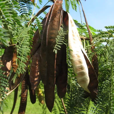 labada