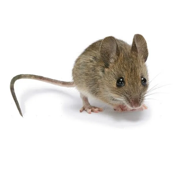 tìín