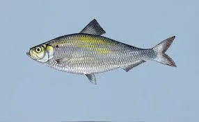 tìyaká