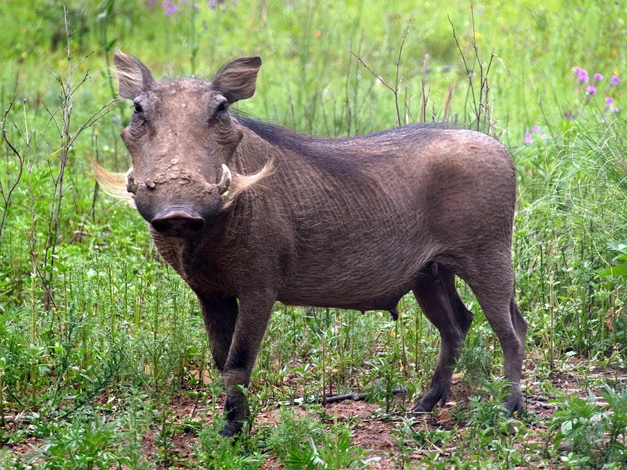 kòtyi yúkú