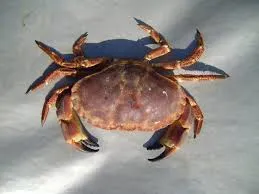 tìkòlàskó