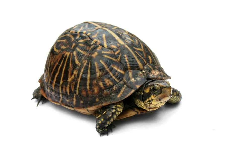 tìnatívèe