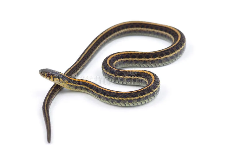 kòò