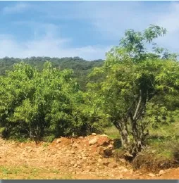 tòtì’má