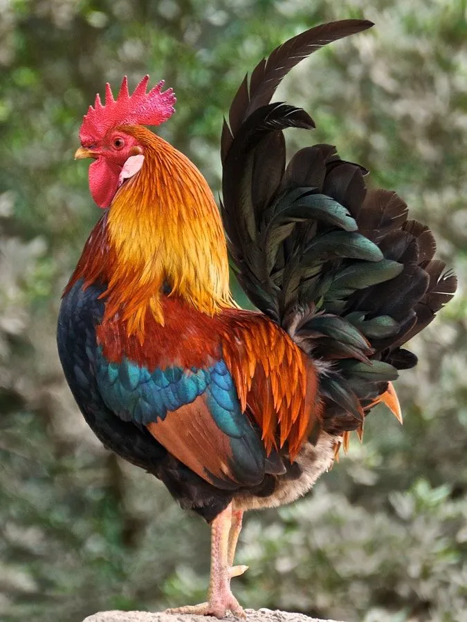 tyélè