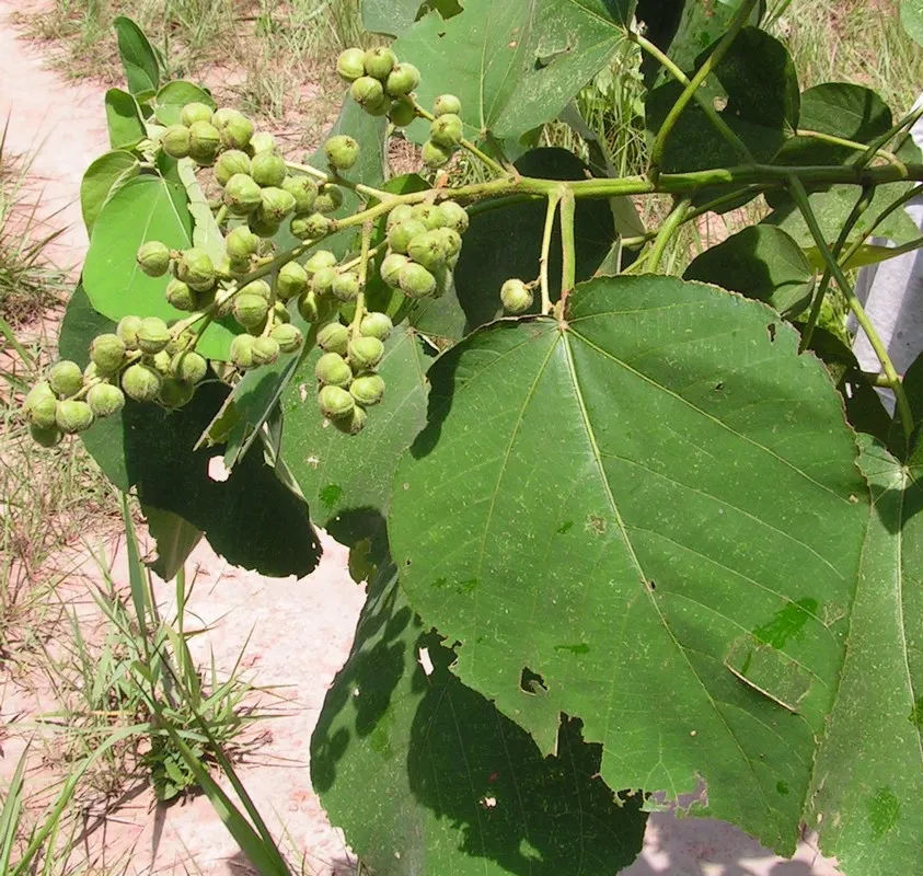 kipaakwa