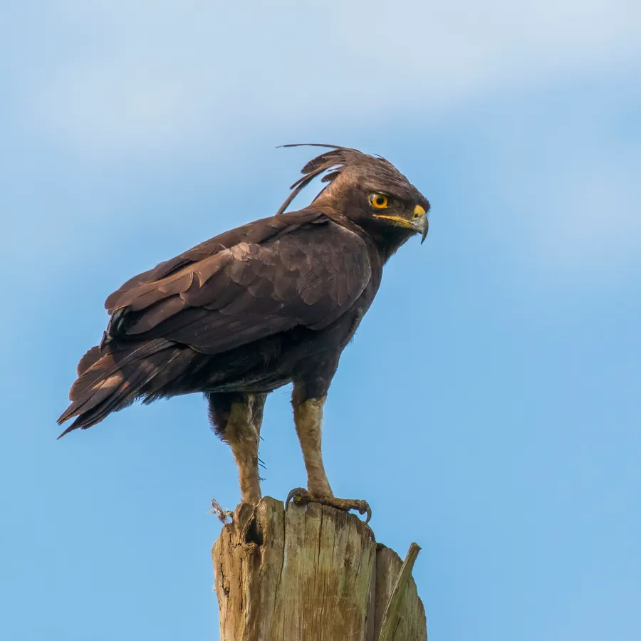 chēēpkuutwo