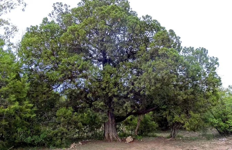 tārāākwo