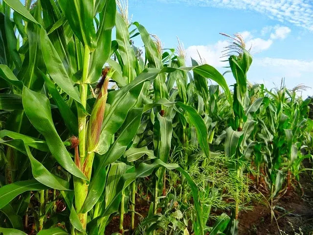 paandyaa