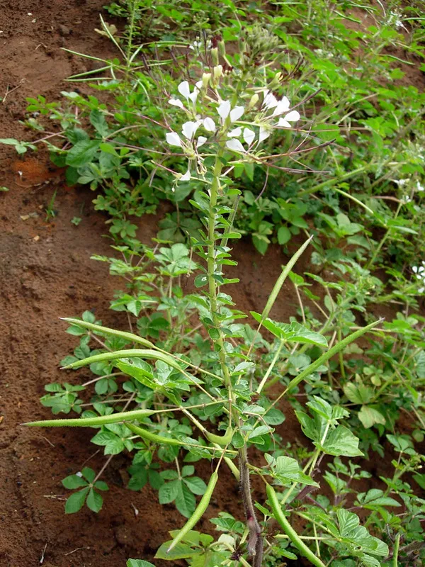 saakyaa