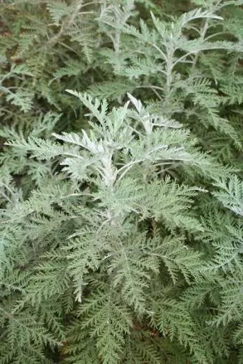 sēēsiimwo