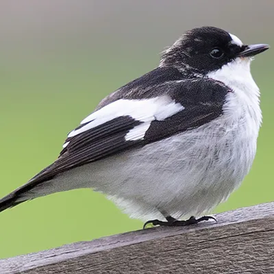 chēēlēēlmoo
