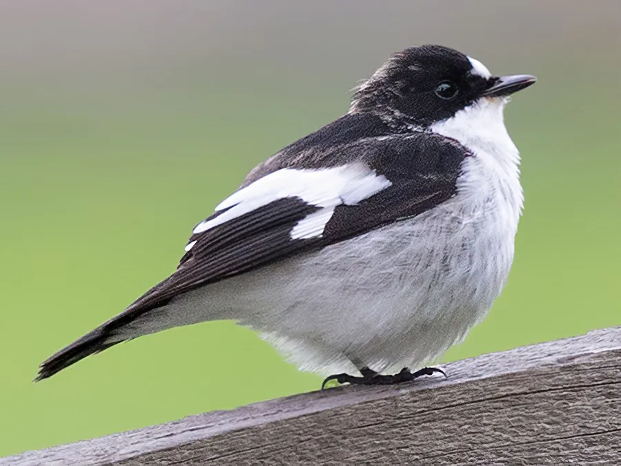 chēēlēēlmoo