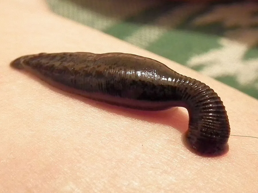 piinyiinyaa