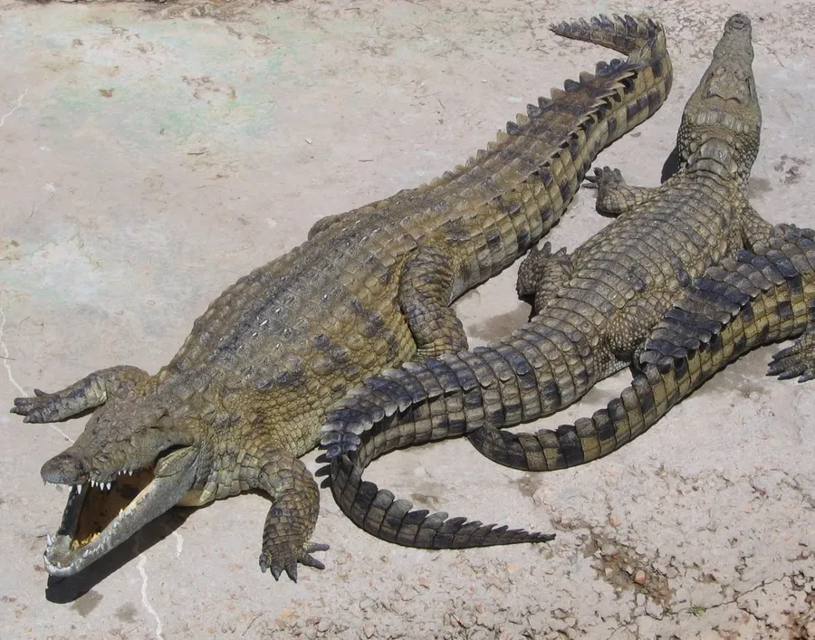 kuykuy