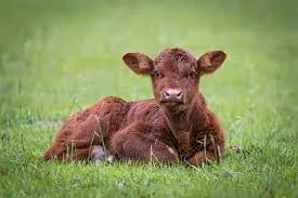 mooy