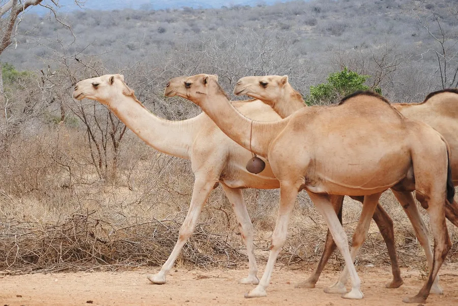 tēmbēs