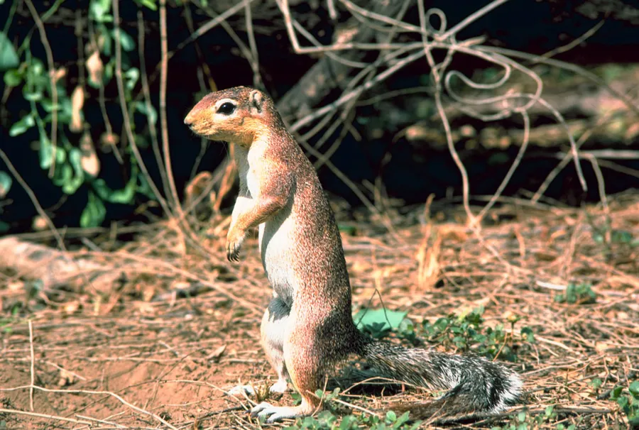 kipkōōmbēēs