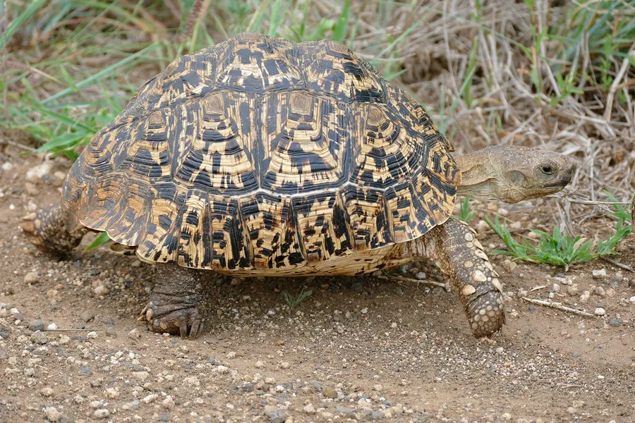 chēēpkōykōch