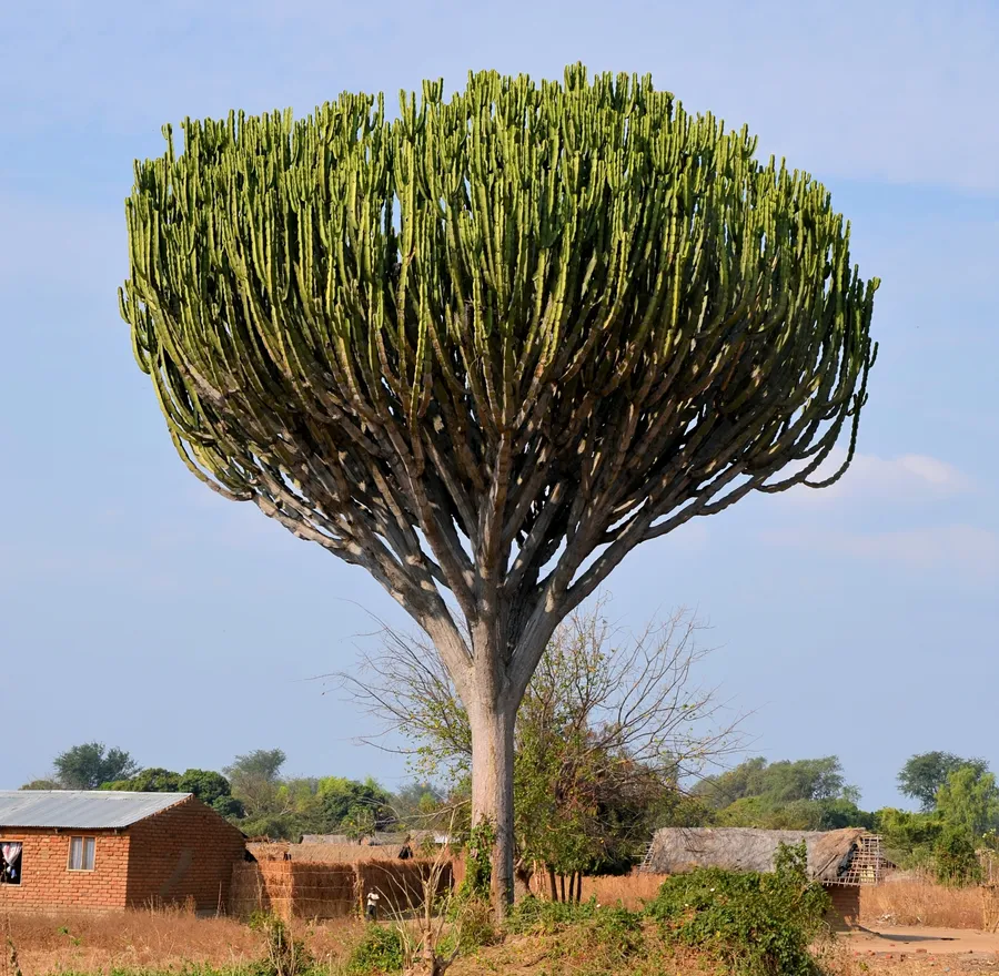 kurēēswo