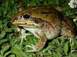 kimōōrōrōōch