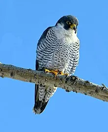 kēērō
