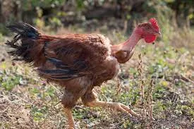 cheepchurkaat