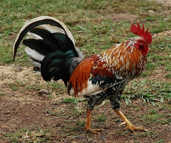 kipsōōywo