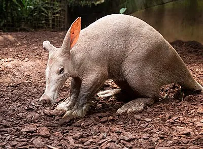 kipkinyōs