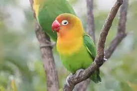 chēēpēēnoon
