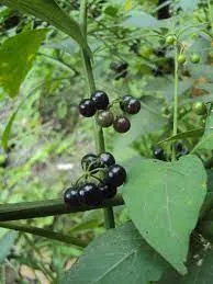 kisiinyoony