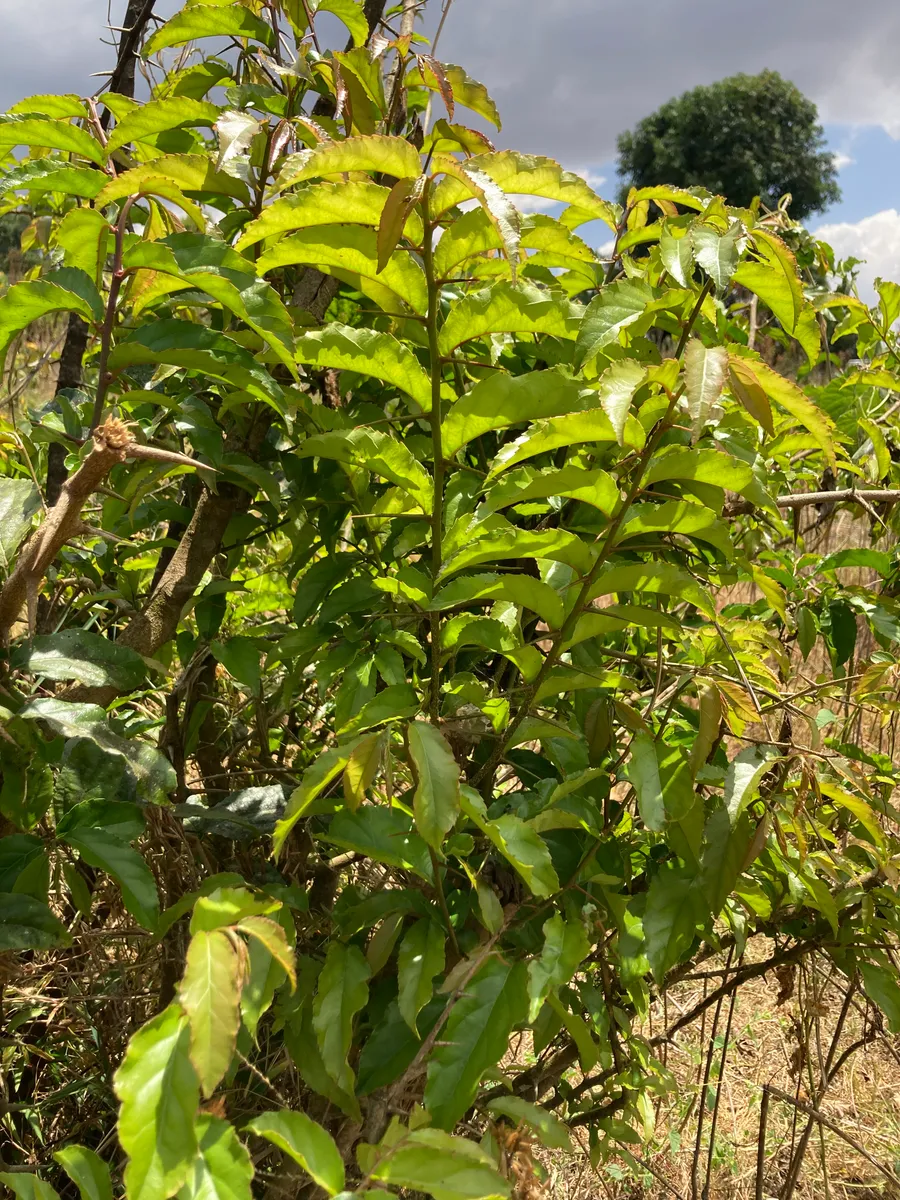 tukurkurwo