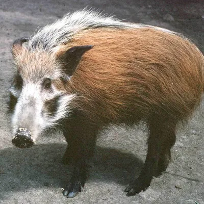 tōōm