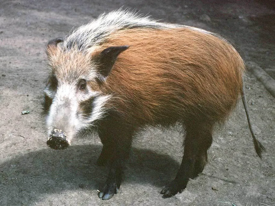 tōōm