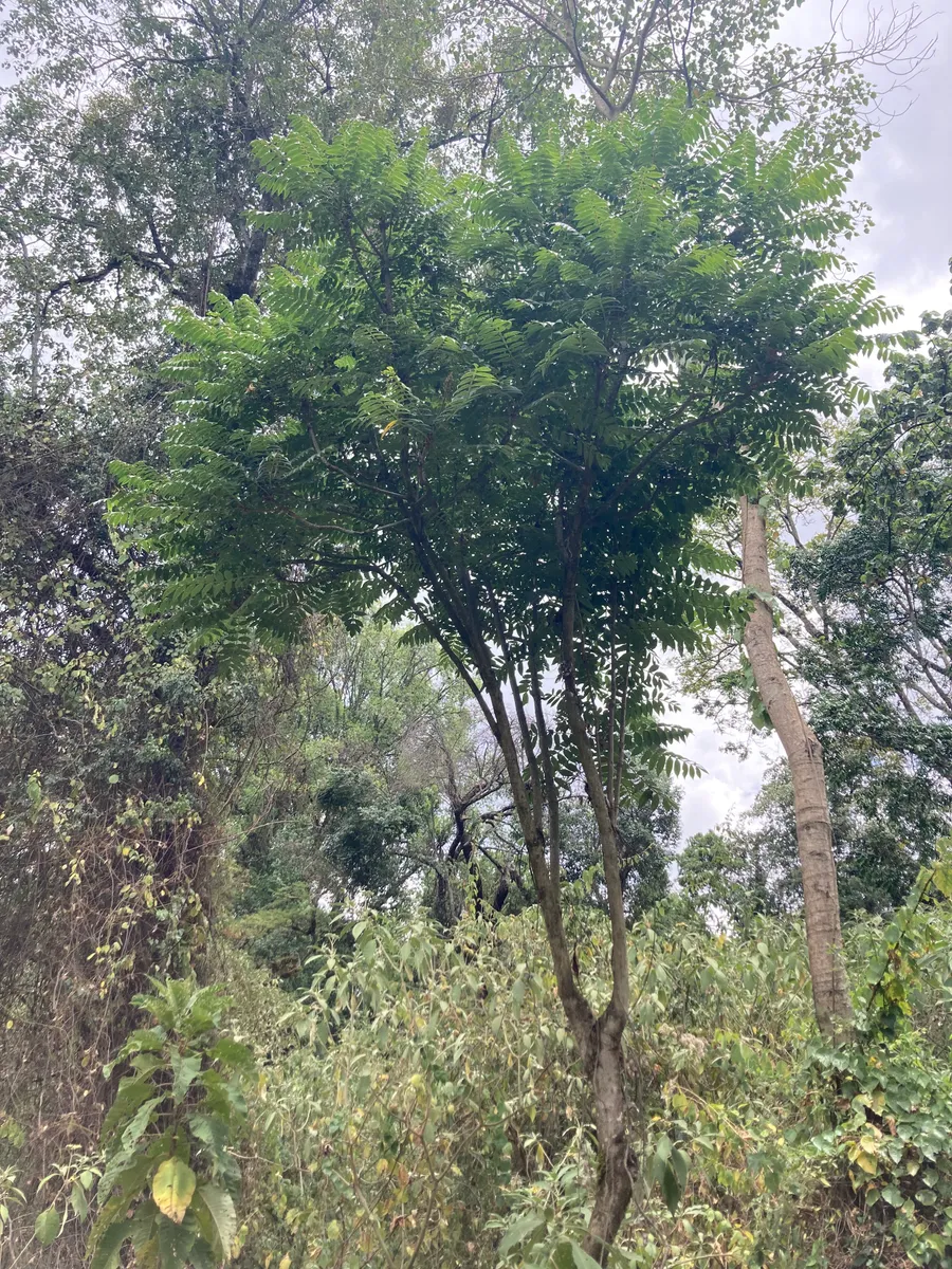 kipsikiryo