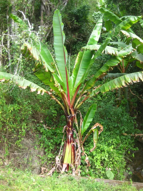 sāāsuurwo