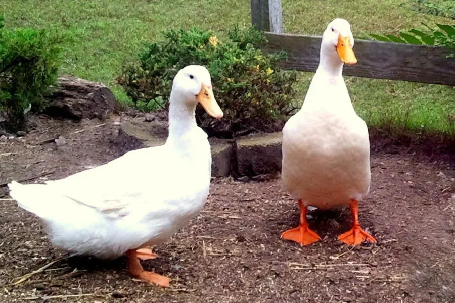 uutpēy