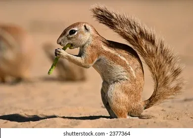 kipkēērēēru